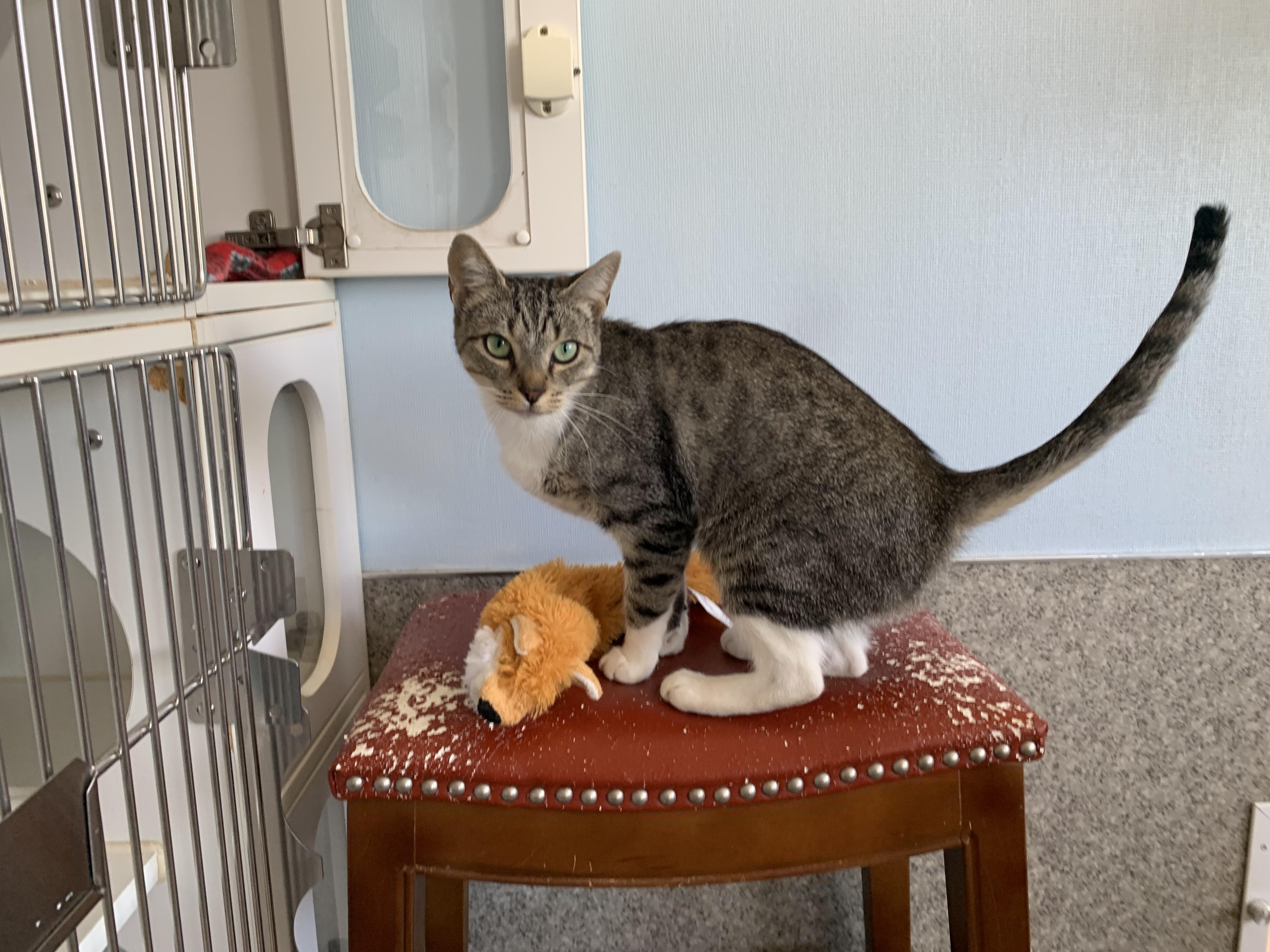 Enlarge Mom Jeans, an adopted Domestic Short Hair in Grass Valley, CA image 3/5
