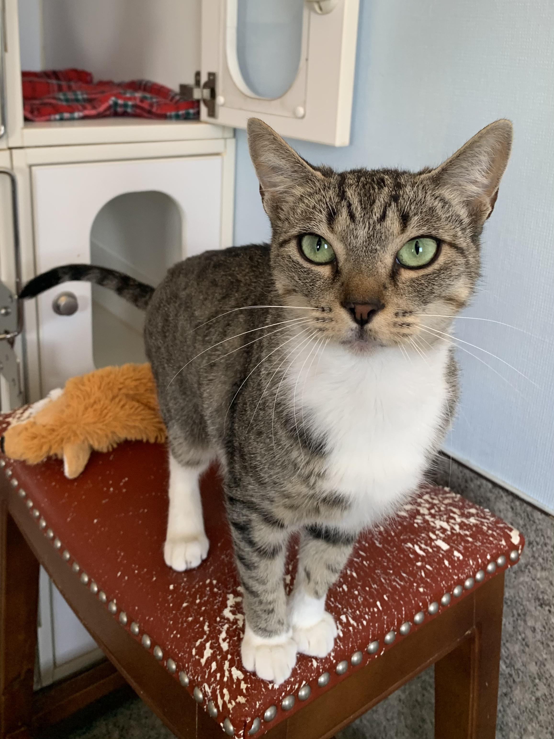 Mom Jeans, adopted, Adult Female Domestic Short Hair.