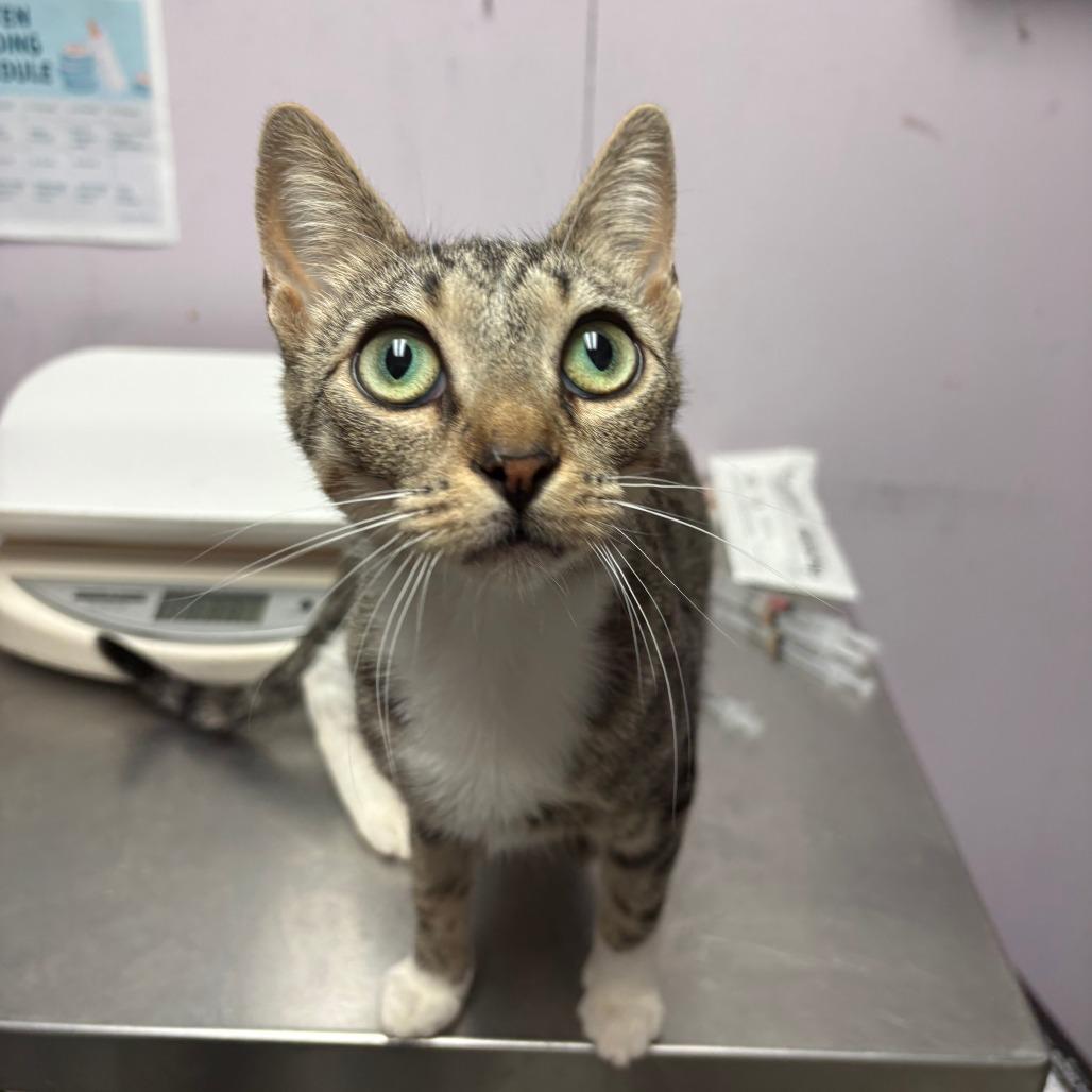 Enlarge Mom Jeans, an adopted Domestic Short Hair in Grass Valley, CA image 4/5
