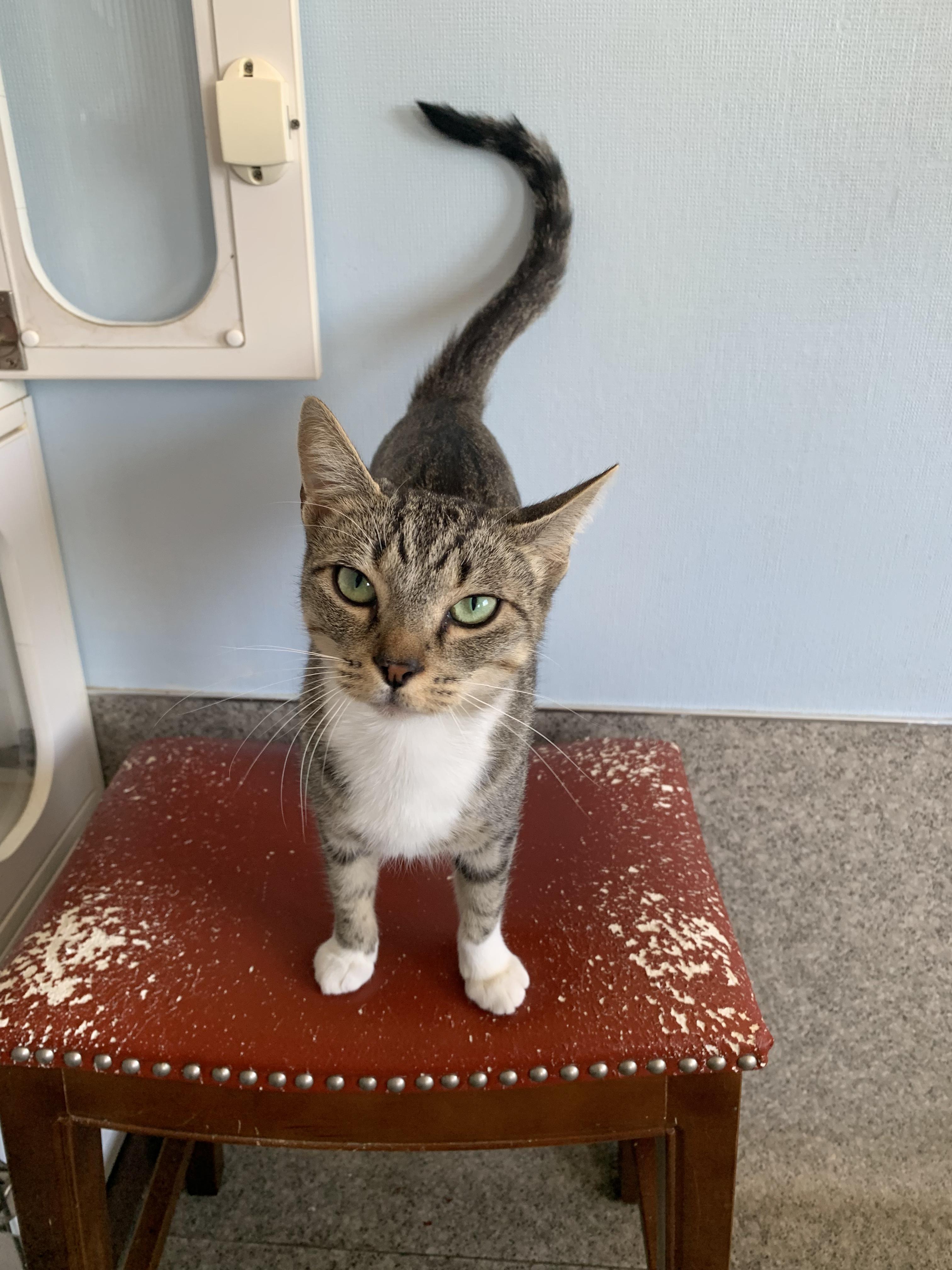 Enlarge Mom Jeans, an adopted Domestic Short Hair in Grass Valley, CA image 2/5