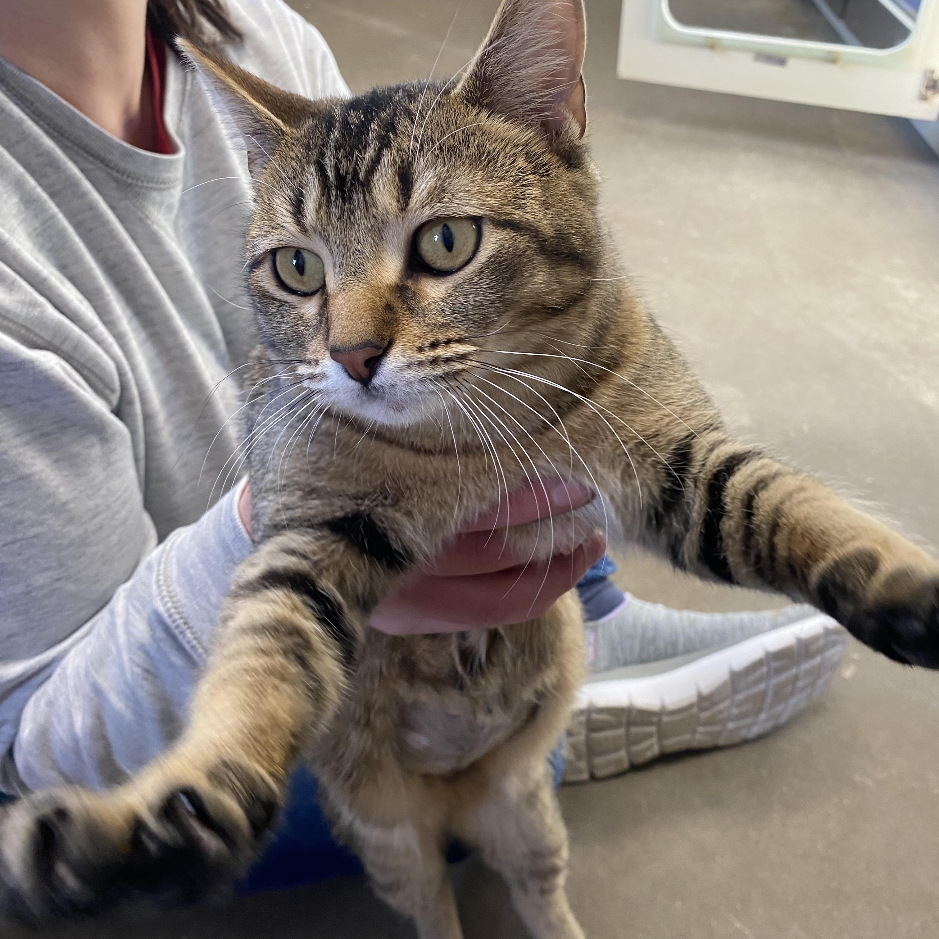 Enlarge Astro, an adoption pending Domestic Short Hair in Somerset, NJ image 2/3