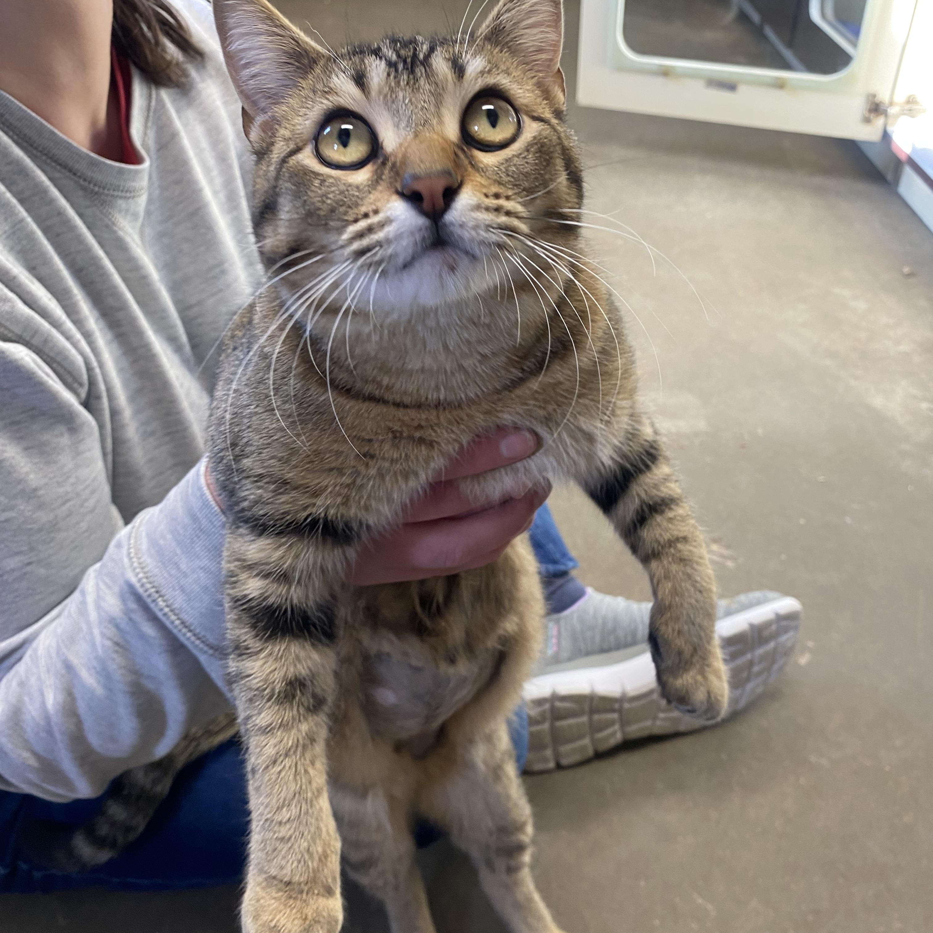 Enlarge Astro, an adoption pending Domestic Short Hair in Somerset, NJ image 3/3