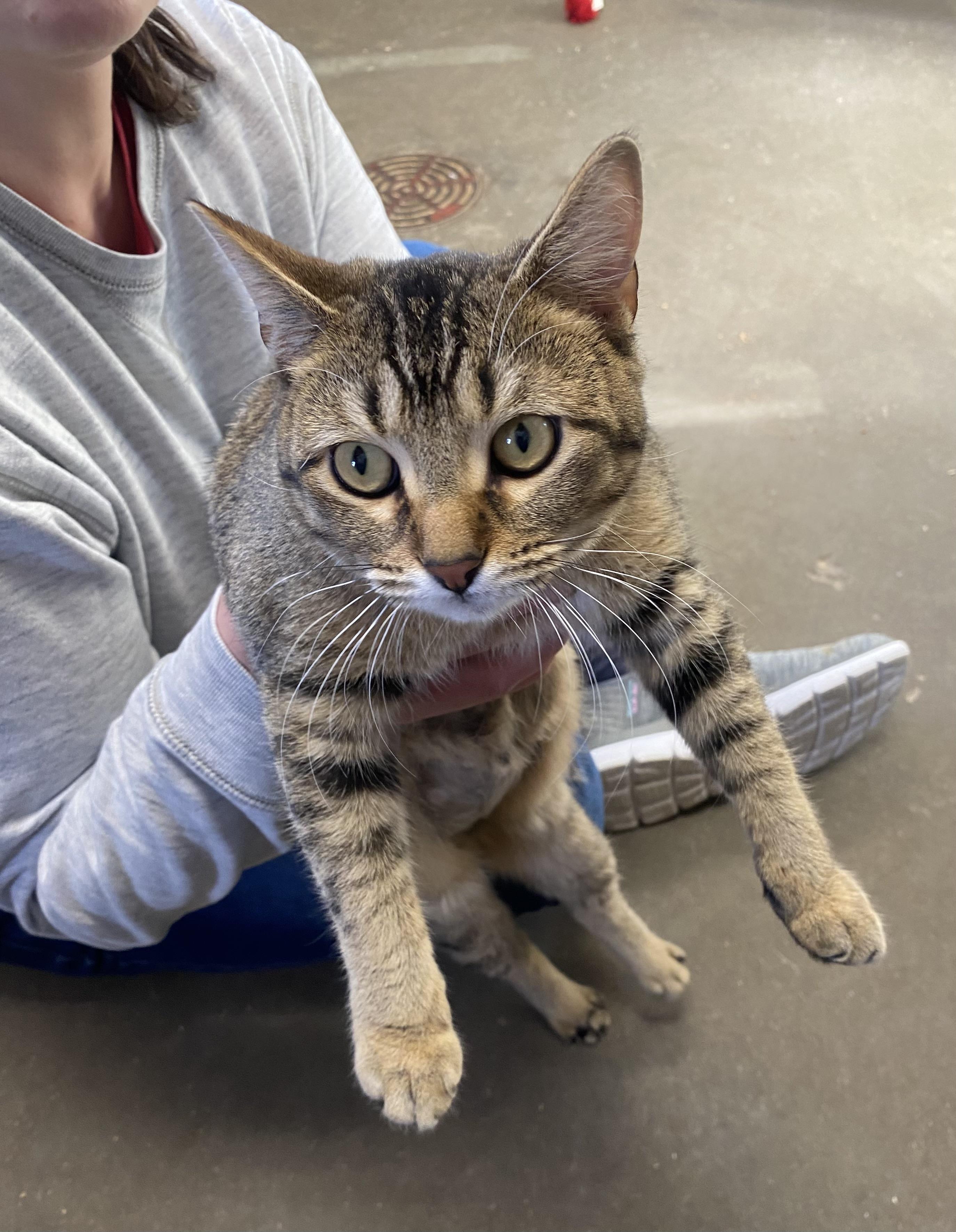 Astro, ADOPTABLE, Adult Female Domestic Short Hair.