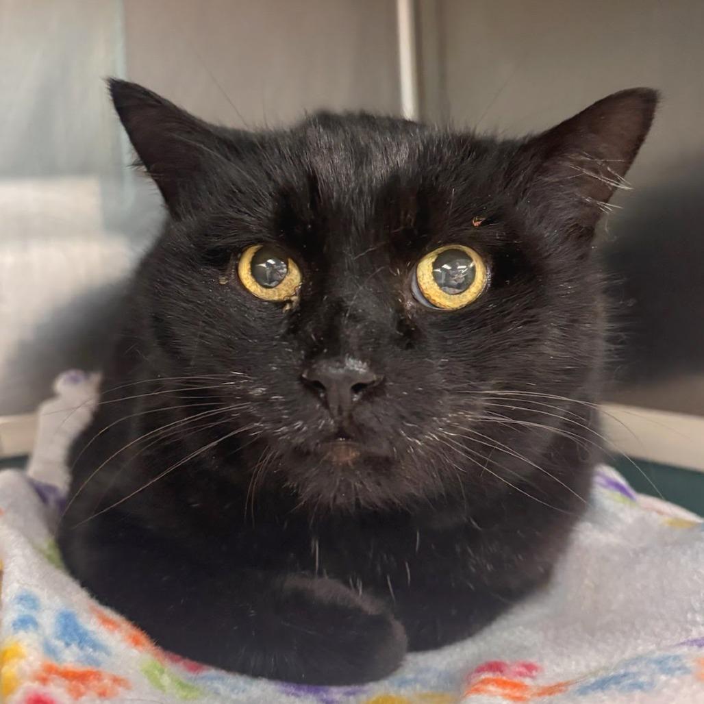 Enlarge Winky, a Adoptable Domestic Short Hair in Belleville, IL image 1/1