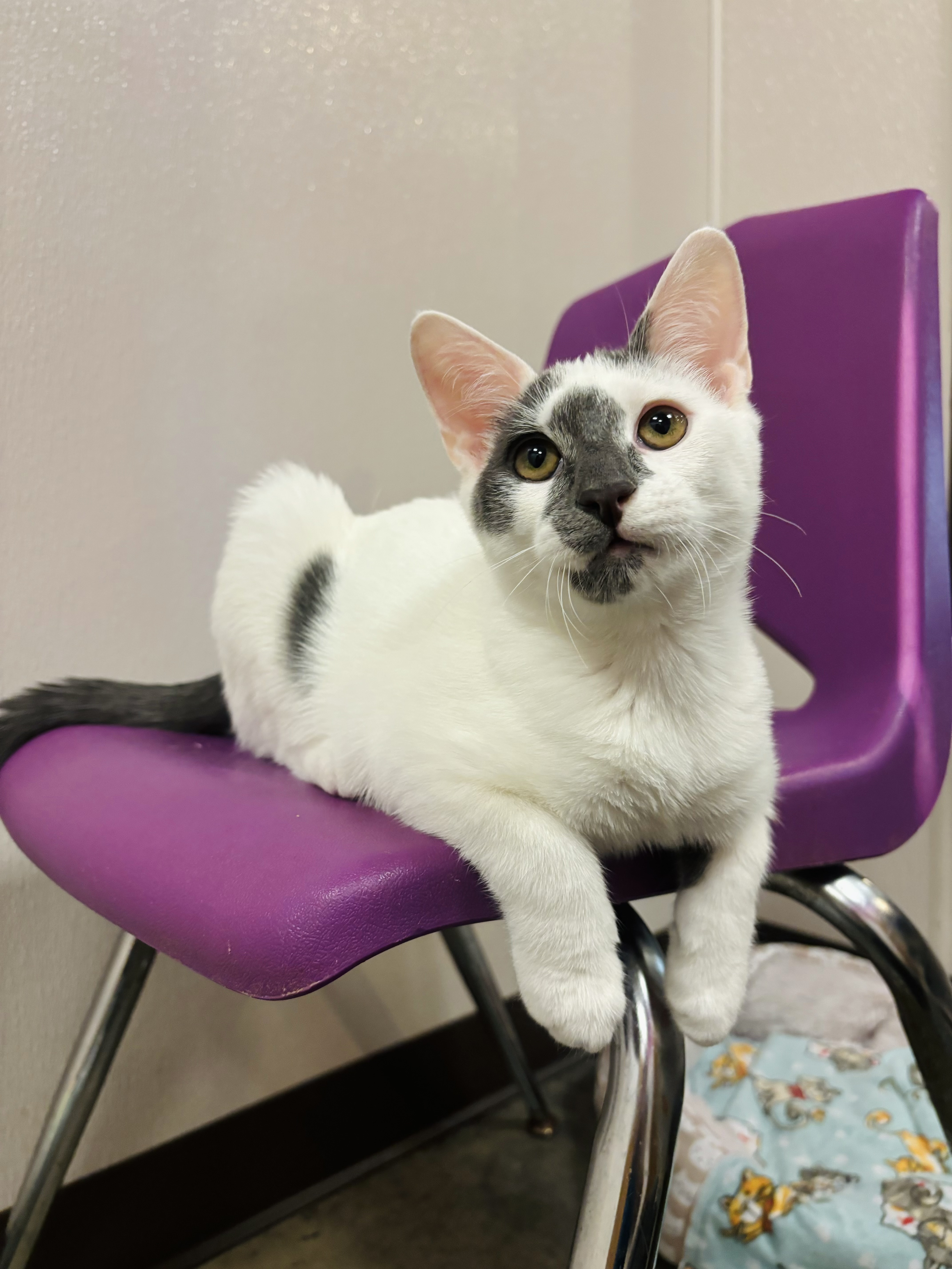 Enlarge Giggles, a Adoptable Domestic Short Hair in Salisbury, NC image 5/6