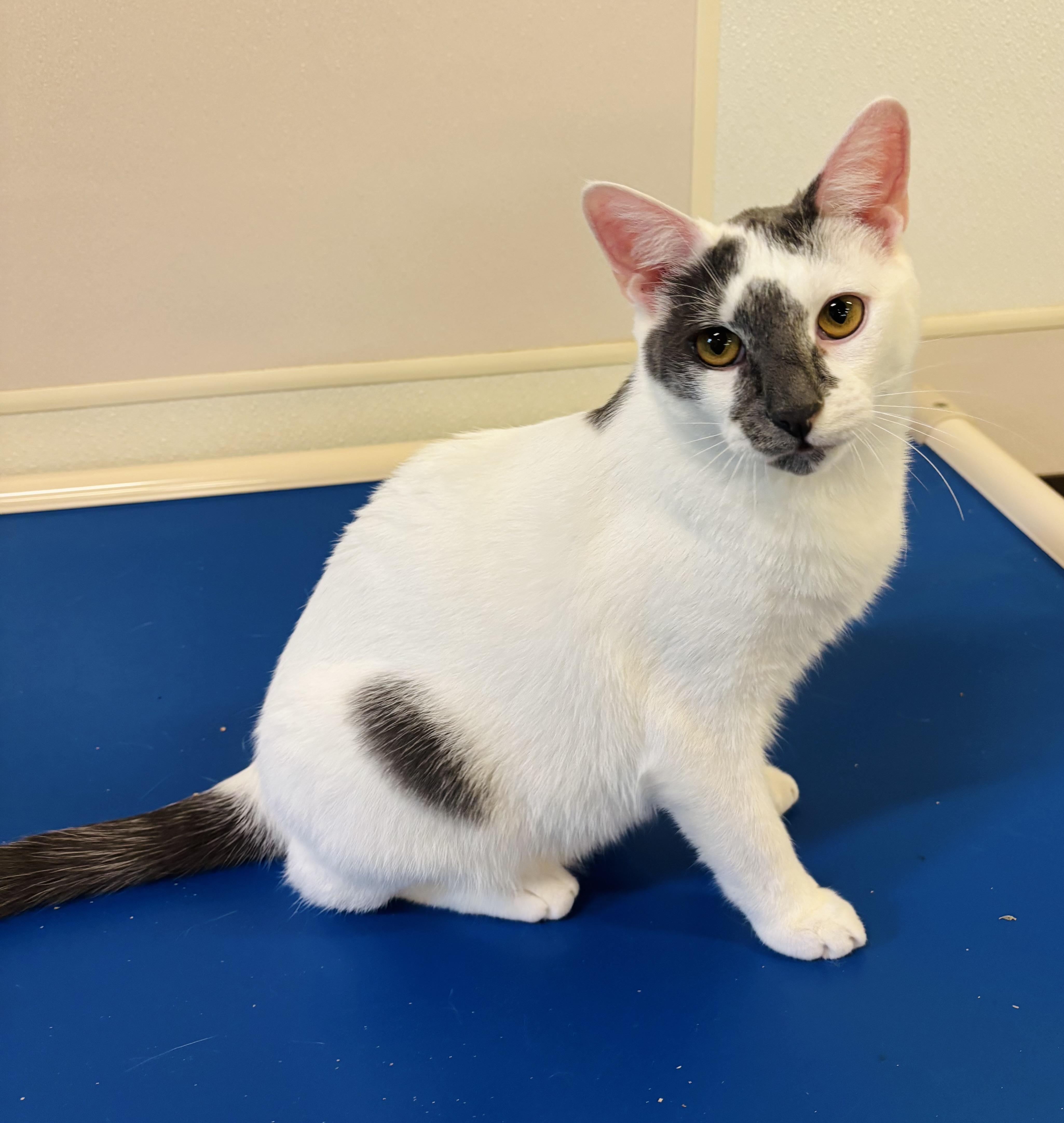 Enlarge Giggles, a Adoptable Domestic Short Hair in Salisbury, NC image 1/6