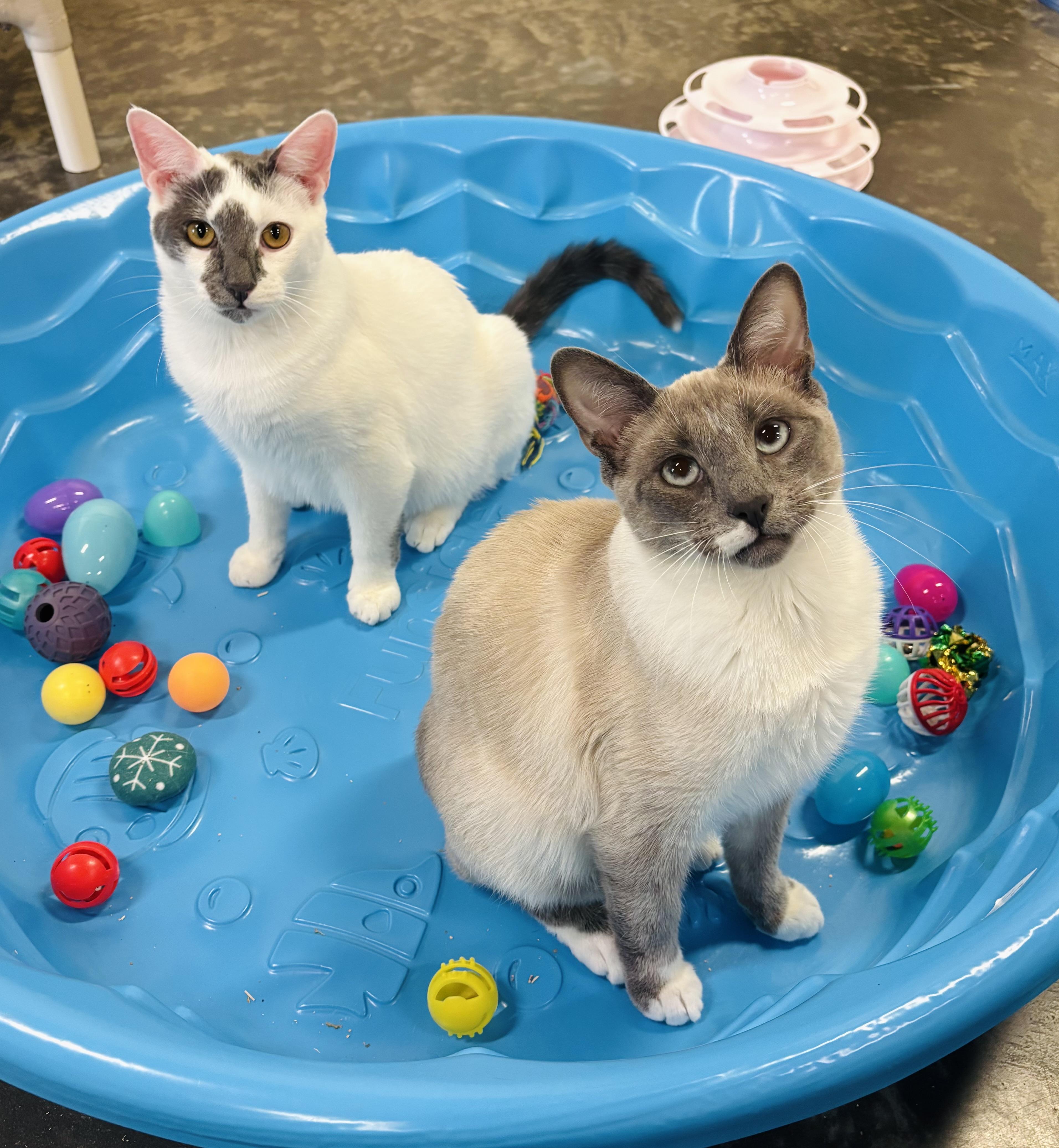 Enlarge Giggles, a Adoptable Domestic Short Hair in Salisbury, NC image 2/6