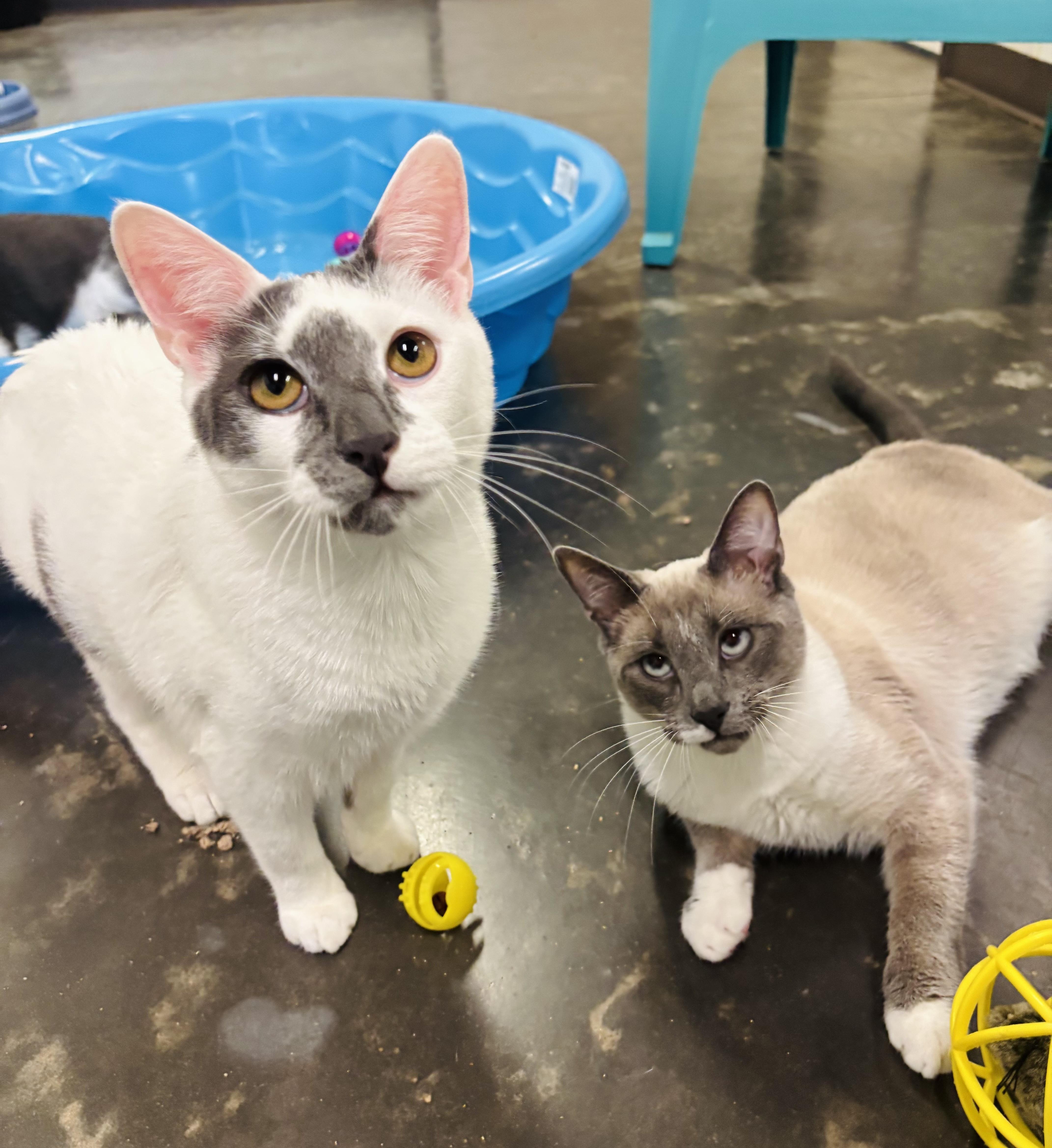 Enlarge Giggles, a Adoptable Domestic Short Hair in Salisbury, NC image 3/6