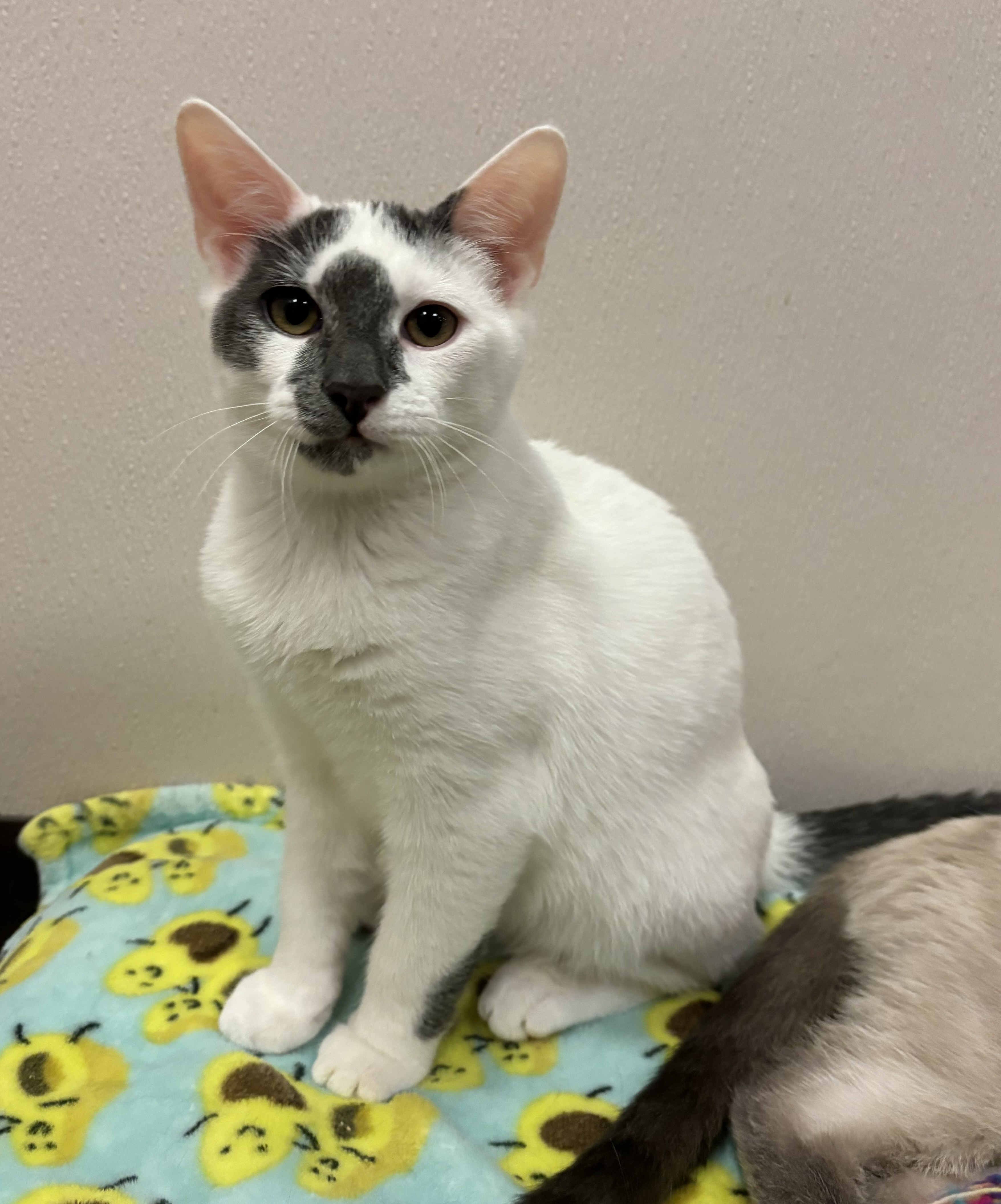 Enlarge Giggles, a Adoptable Domestic Short Hair in Salisbury, NC image 6/6