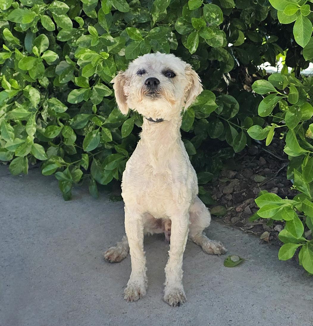 Lil Mr Cutie Pie Cylon ~ Yummy Toy Poodle !, Adoptable, Young Male Poodle (Toy).