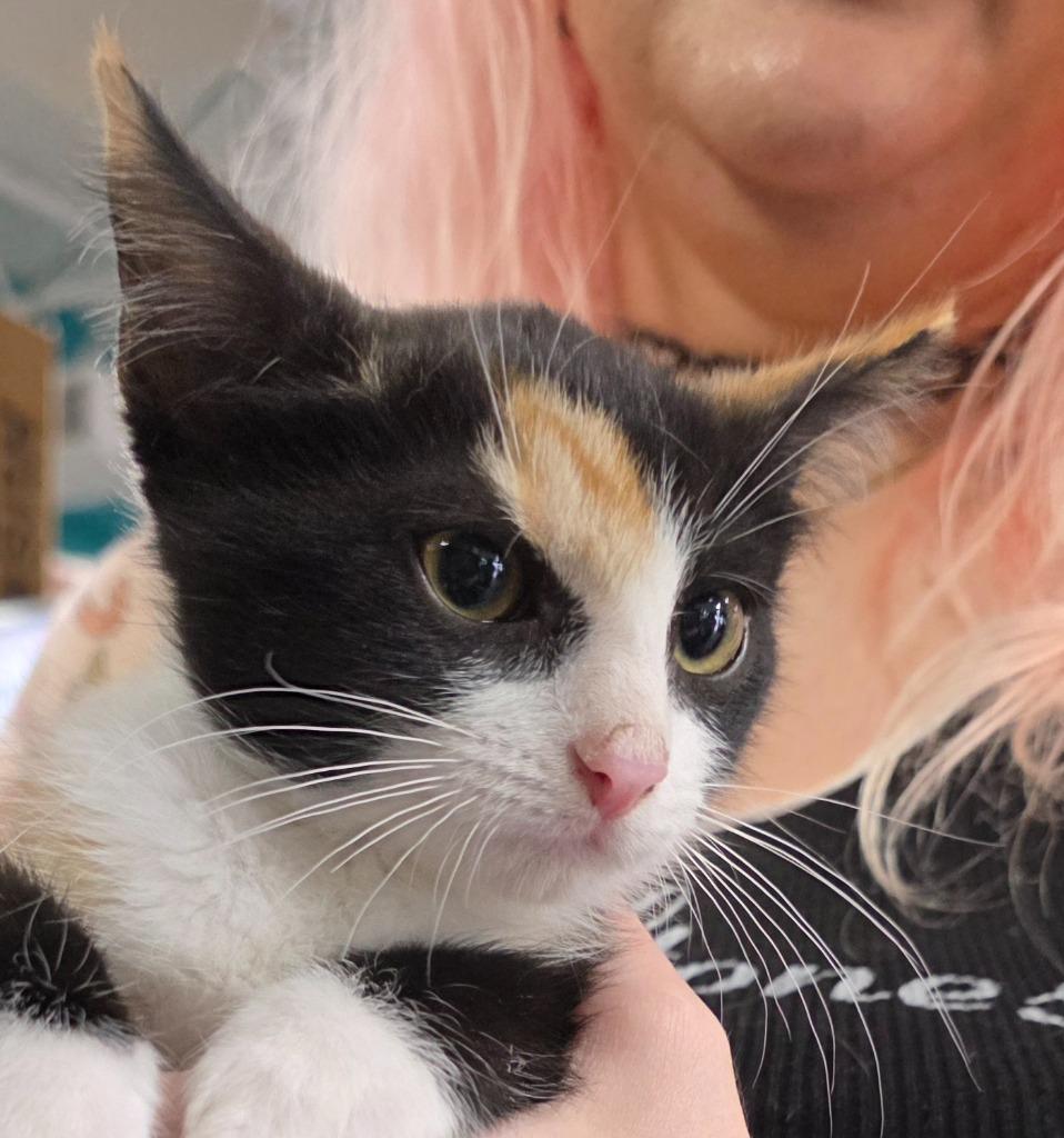 Atari, Adoptable, Kitten Female Domestic Short Hair.