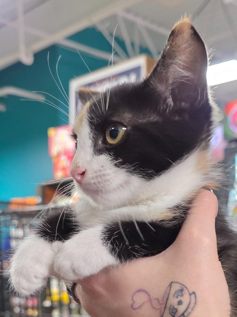 Enlarge Atari, a Adoptable mixed breed in Buford, GA image 2/6