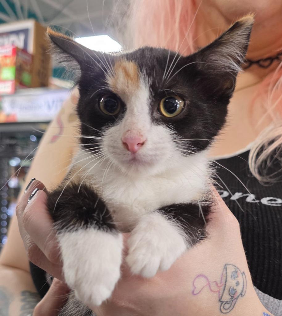 Enlarge Atari, a Adoptable mixed breed in Buford, GA image 3/6