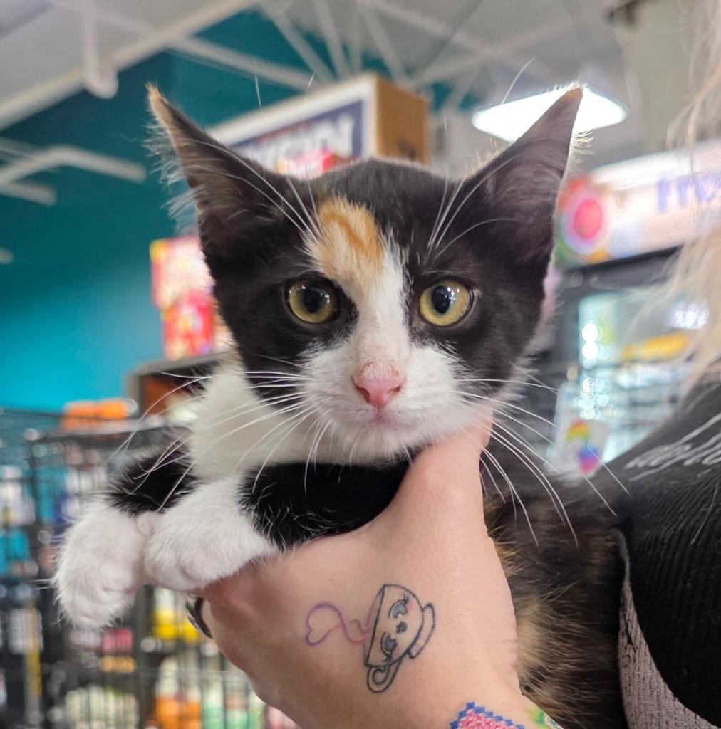 Enlarge Atari, a Adoptable mixed breed in Buford, GA image 4/6