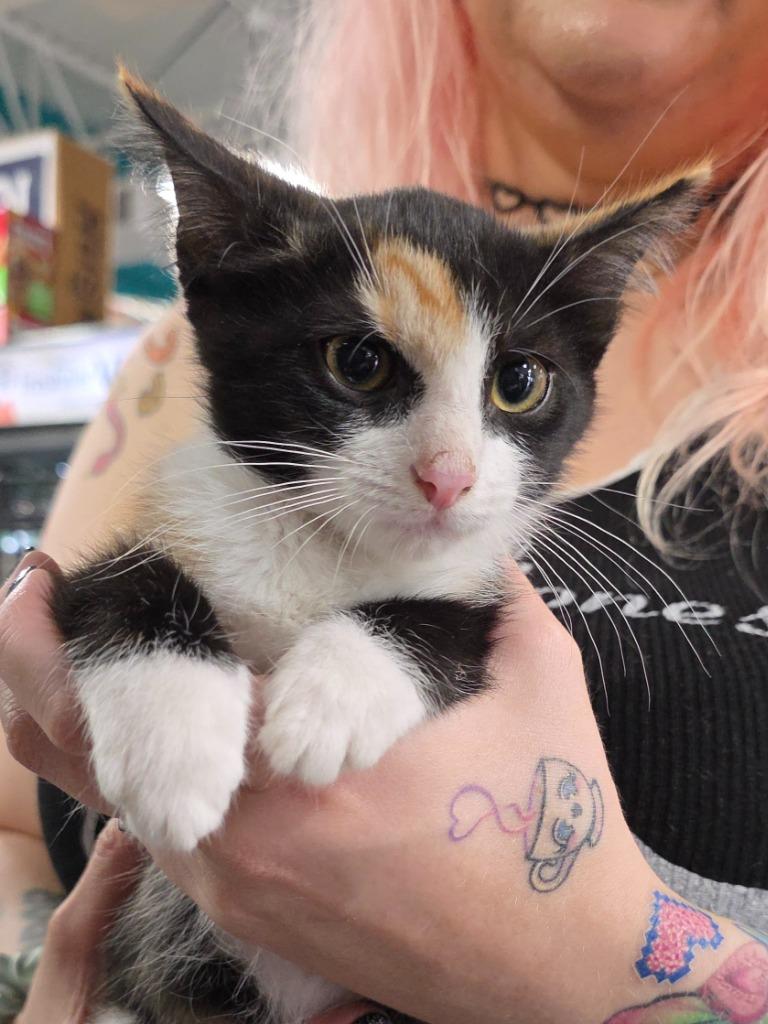 Enlarge Atari, a Adoptable mixed breed in Buford, GA image 6/6