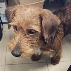 Enlarge Red, an adopted Irish Terrier in Edgewood, NM image 3/4