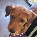 Enlarge Red, an adopted Irish Terrier in Edgewood, NM image 2/4