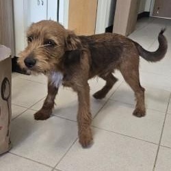 Red, adopted, Young Male Irish Terrier.