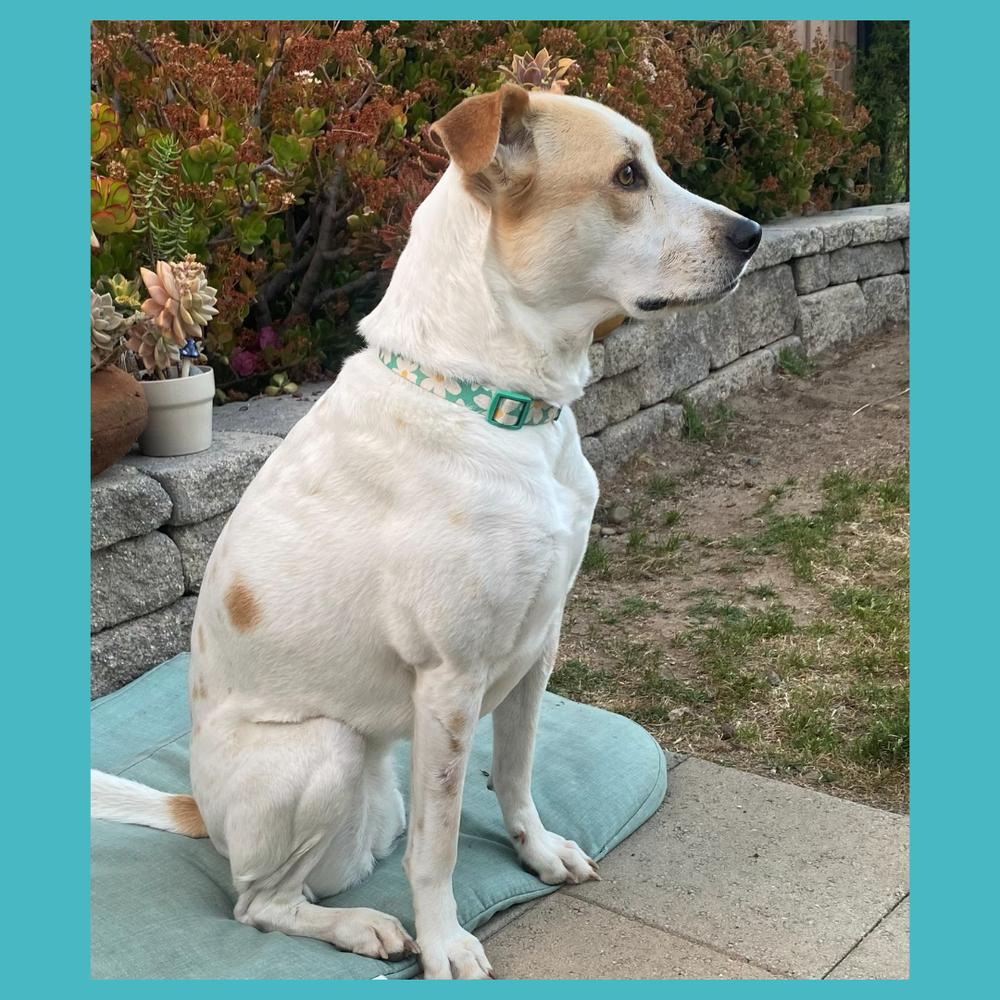 Enlarge Paz, a Adoptable mixed breed in San Diego, CA image 1/6