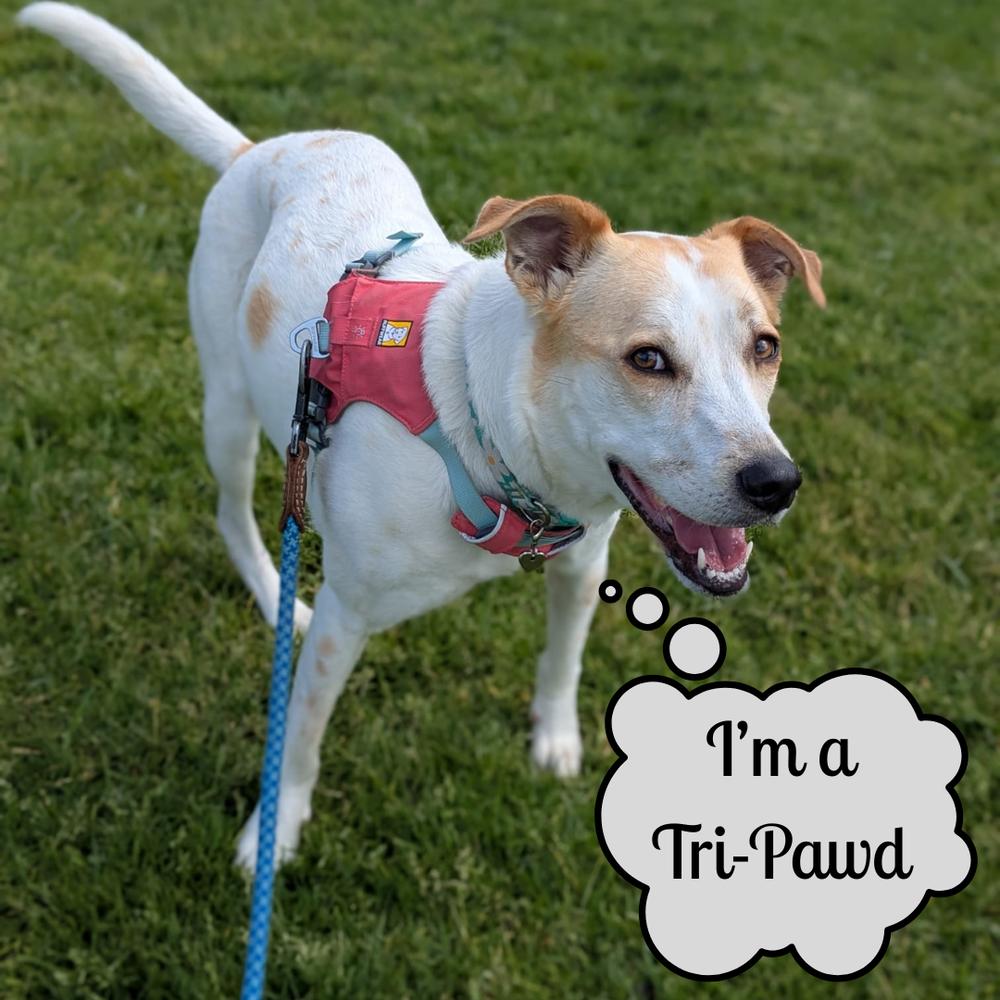 Enlarge Paz, a Adoptable mixed breed in San Diego, CA image 3/6
