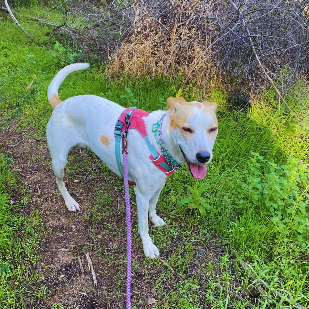 Enlarge Paz, a Adoptable mixed breed in San Diego, CA image 4/6