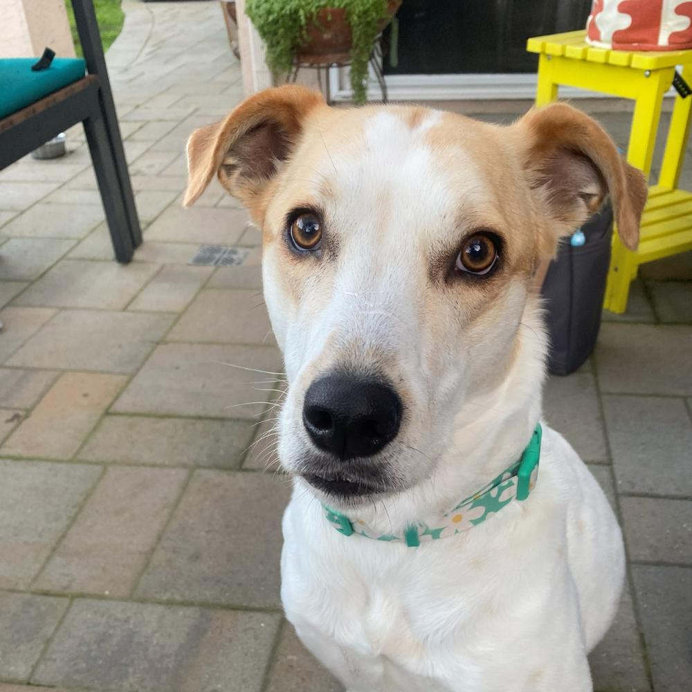 Enlarge Paz, a Adoptable mixed breed in San Diego, CA image 5/6