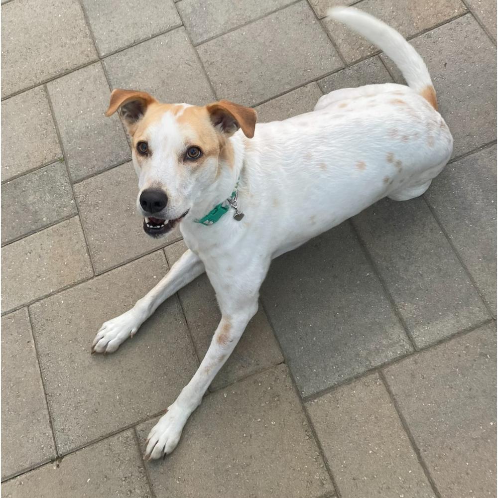 Enlarge Paz, a Adoptable mixed breed in San Diego, CA image 6/6