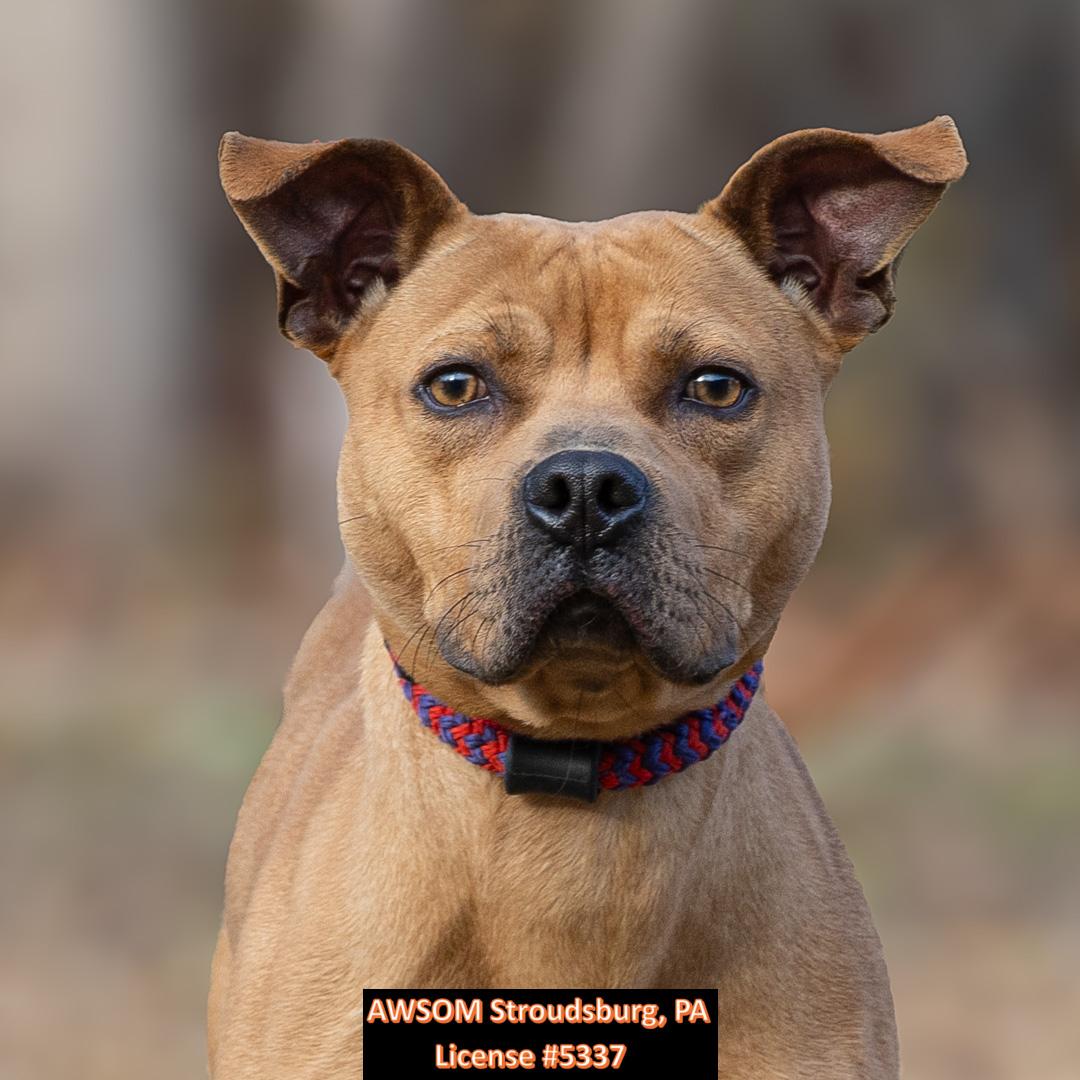 Tater, adoptable, Young Male Terrier.