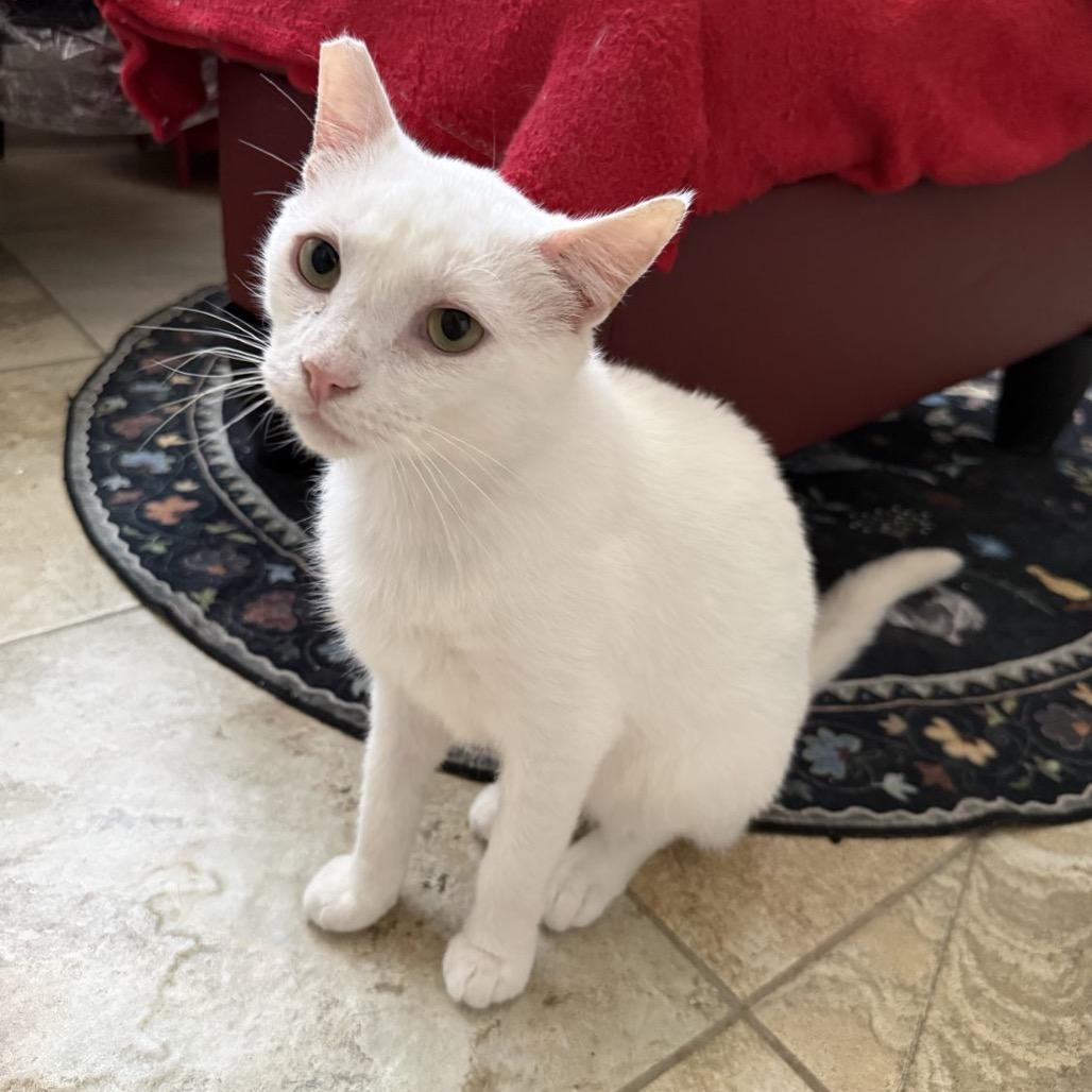 Mako, ADOPTABLE, Adult Male Domestic Short Hair.
