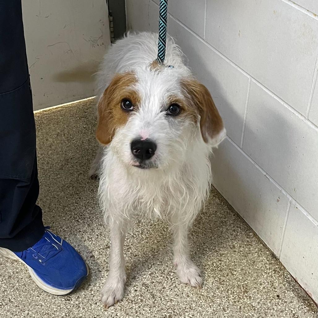 Reese's Pieces, Adoptable, Young Female Mixed Breed.