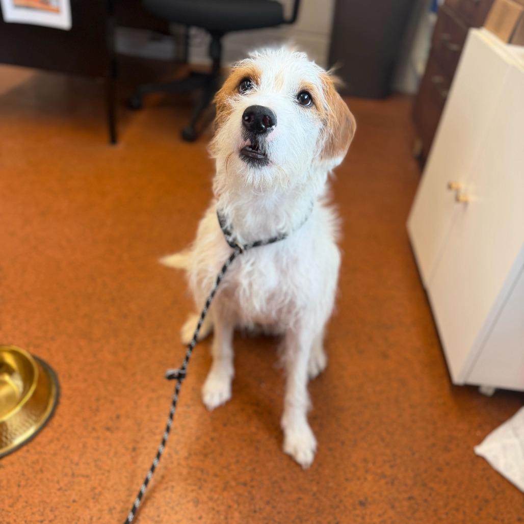 Enlarge Reese's Pieces, a Adoptable Mixed Breed in Conshohocken, PA image 2/6