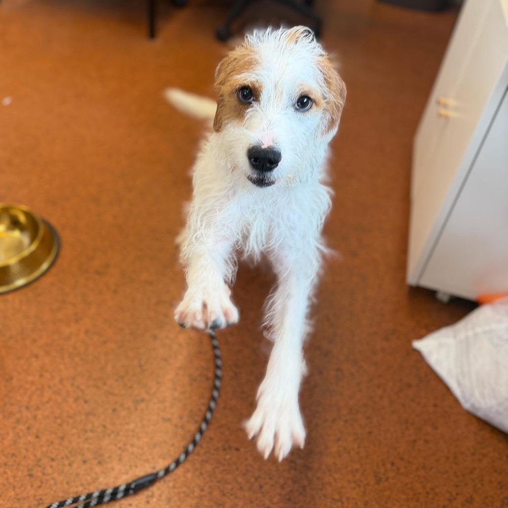 Enlarge Reese's Pieces, a Adoptable Mixed Breed in Conshohocken, PA image 3/6