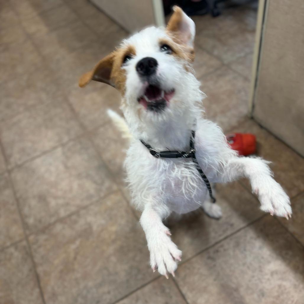 Enlarge Reese's Pieces, a Adoptable Mixed Breed in Conshohocken, PA image 4/6