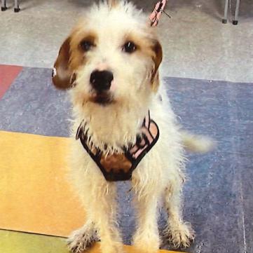 Enlarge Reese's Pieces, a Adoptable Mixed Breed in Conshohocken, PA image 6/6