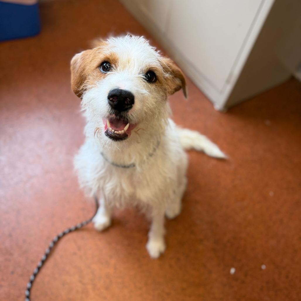 Enlarge Reese's Pieces, a Adoptable Mixed Breed in Conshohocken, PA image 5/6
