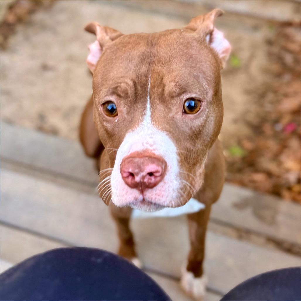 Enlarge Mabeline, a Adoptable mixed breed in West Chester, PA image 2/6