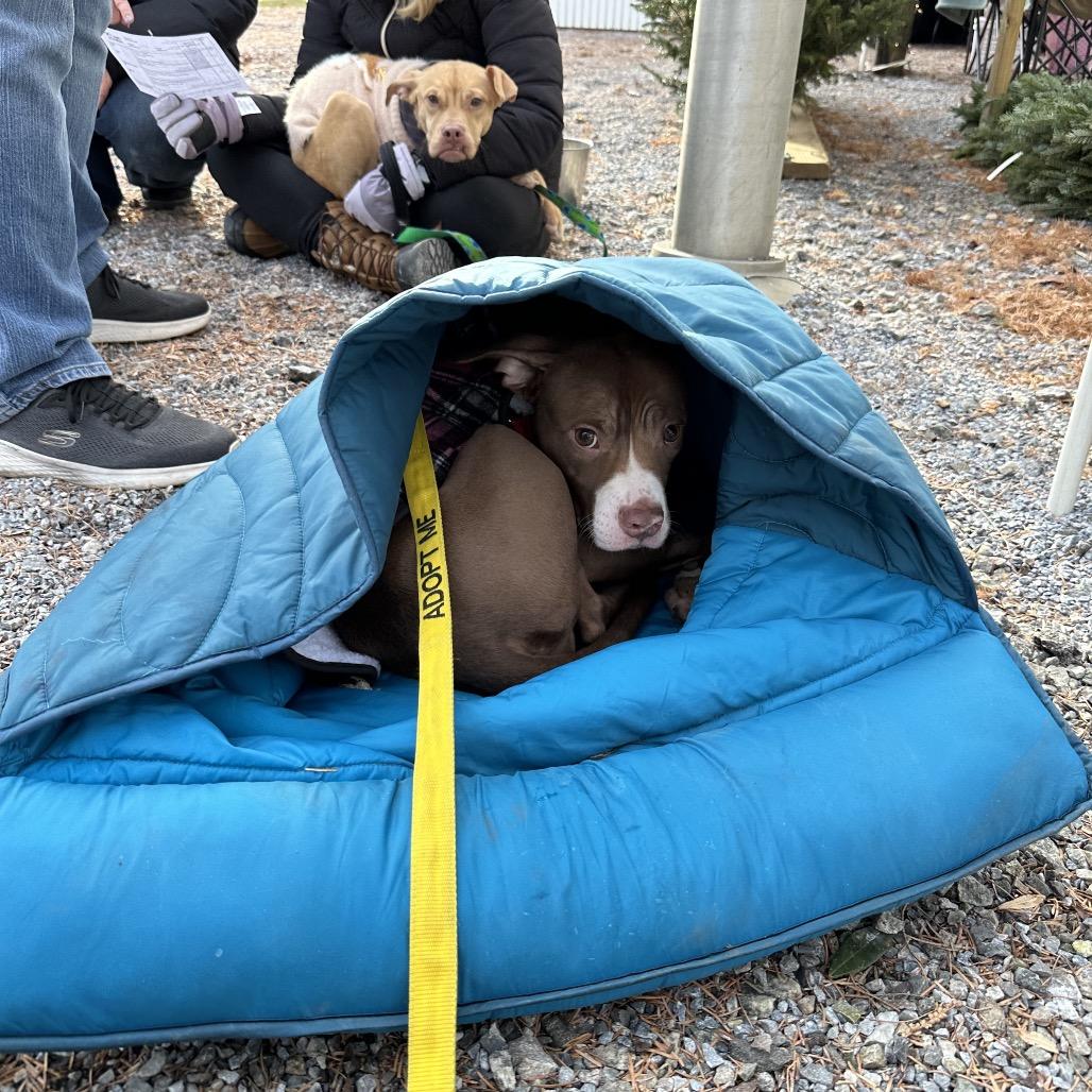 Enlarge Mabeline, a Adoptable mixed breed in West Chester, PA image 3/6