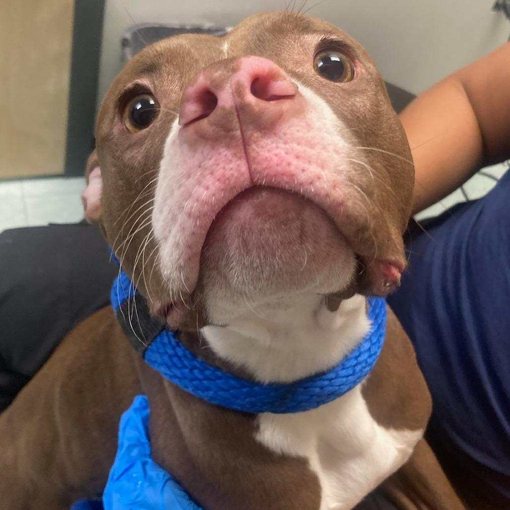 Enlarge Mabeline, a Adoptable mixed breed in West Chester, PA image 6/6