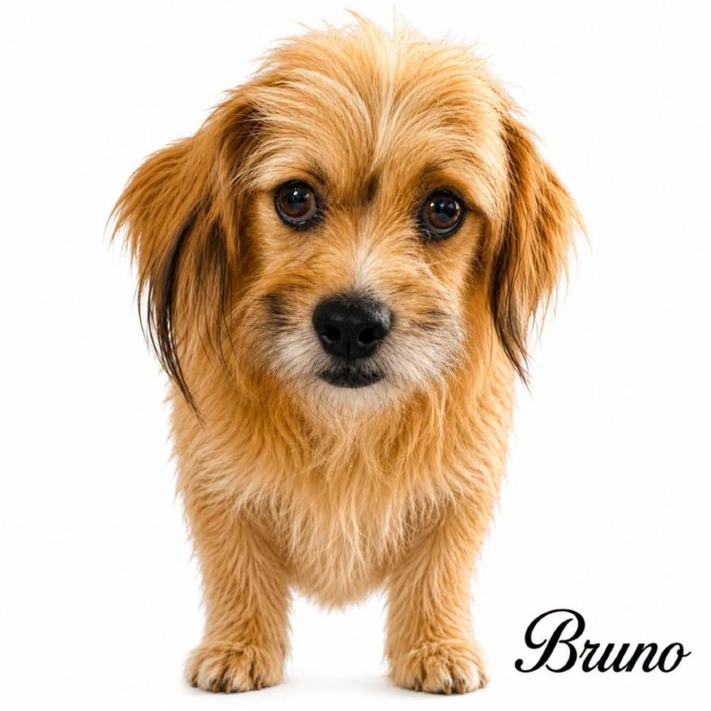 Bruno, Adoptable, Adult Male Shih Tzu & Mixed Breed.