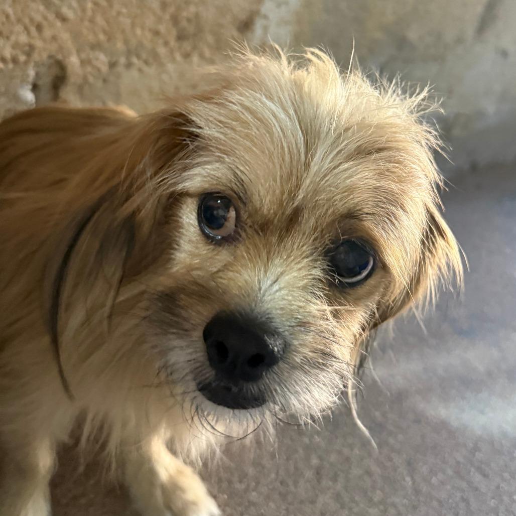 Enlarge Bruno, a Adoptable mixed breed in Casa Grande, AZ image 2/2