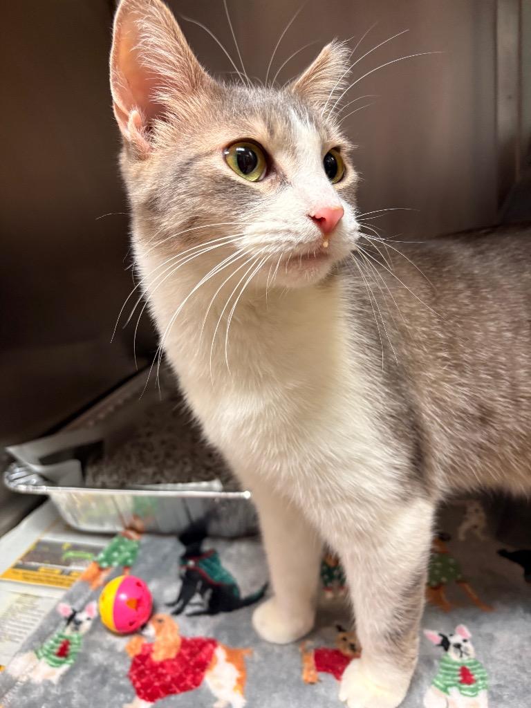 Mr. Bean, Adoptable, Young Male Domestic Short Hair.