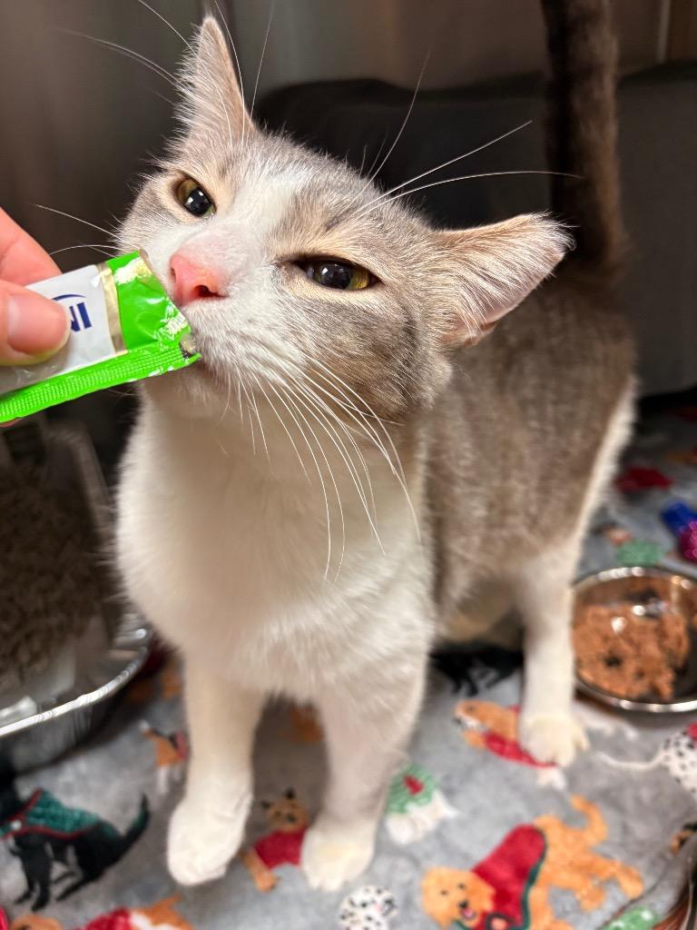 Enlarge Mr. Bean, a Adoptable mixed breed in Detroit, MI image 2/5