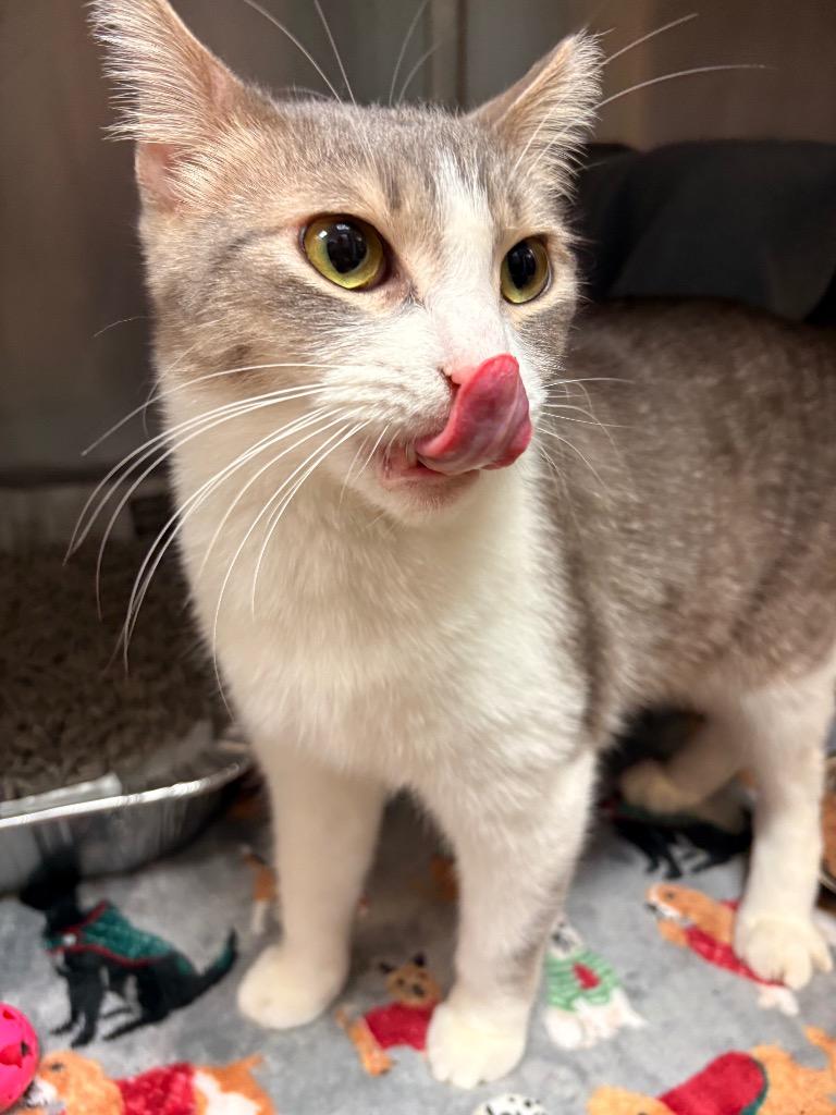 Enlarge Mr. Bean, a Adoptable mixed breed in Detroit, MI image 3/5