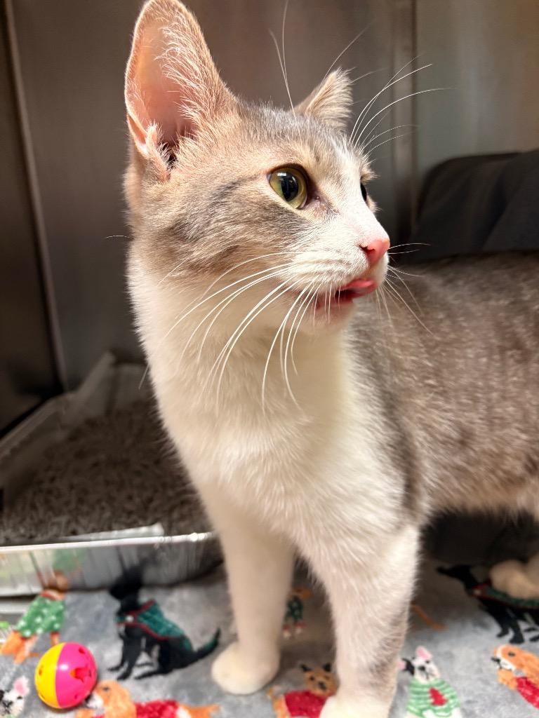 Enlarge Mr. Bean, a Adoptable mixed breed in Detroit, MI image 4/5