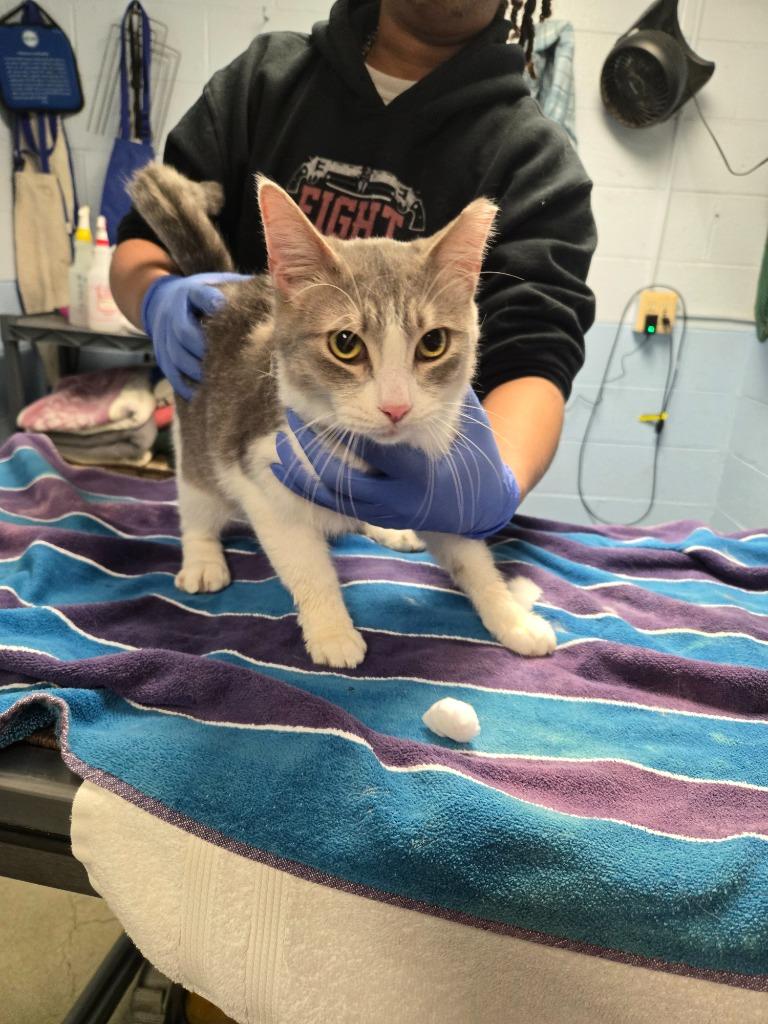 Enlarge Mr. Bean, a Adoptable mixed breed in Detroit, MI image 5/5