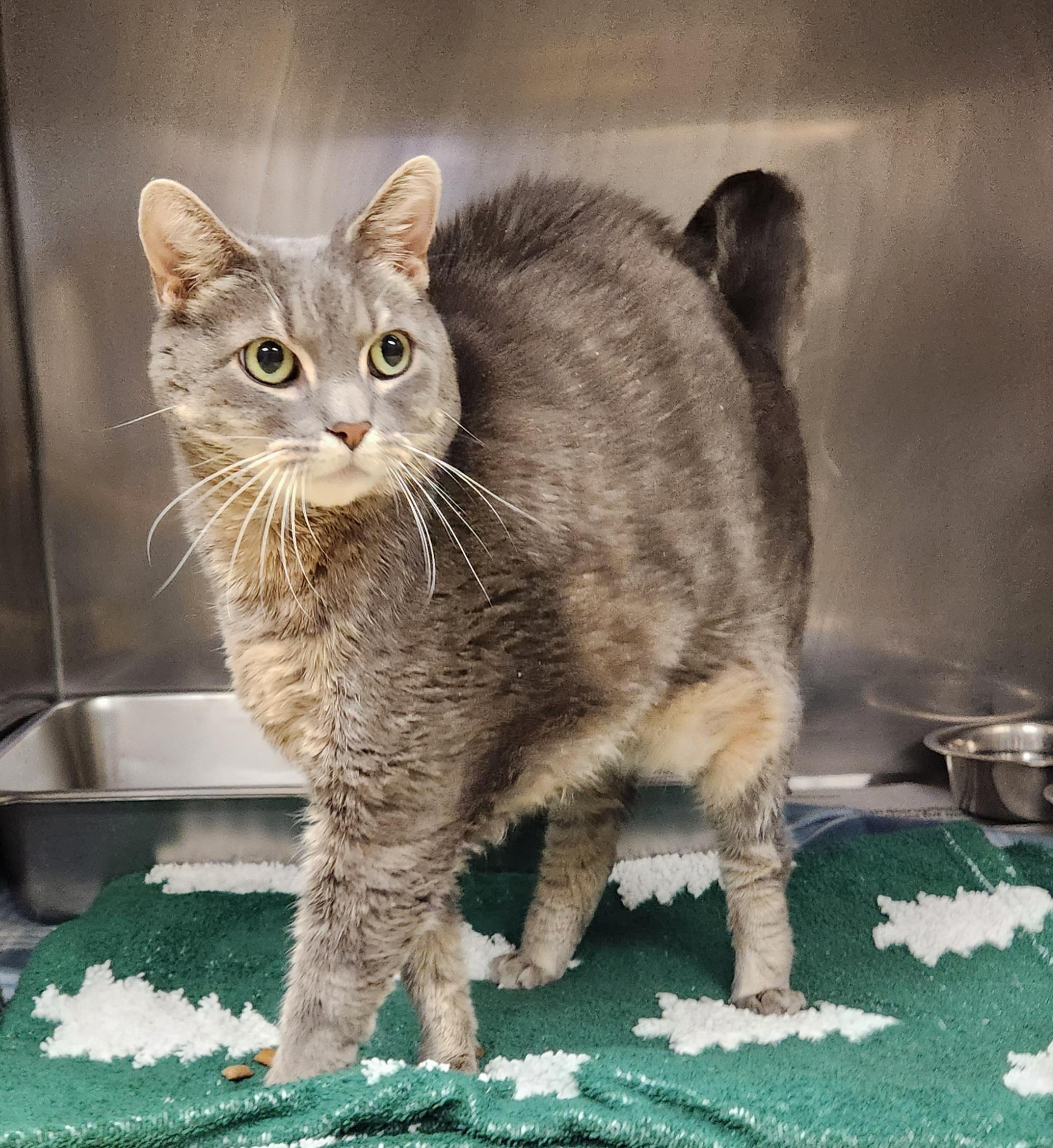 Neytiri, ADOPTABLE, Young Female Domestic Short Hair.