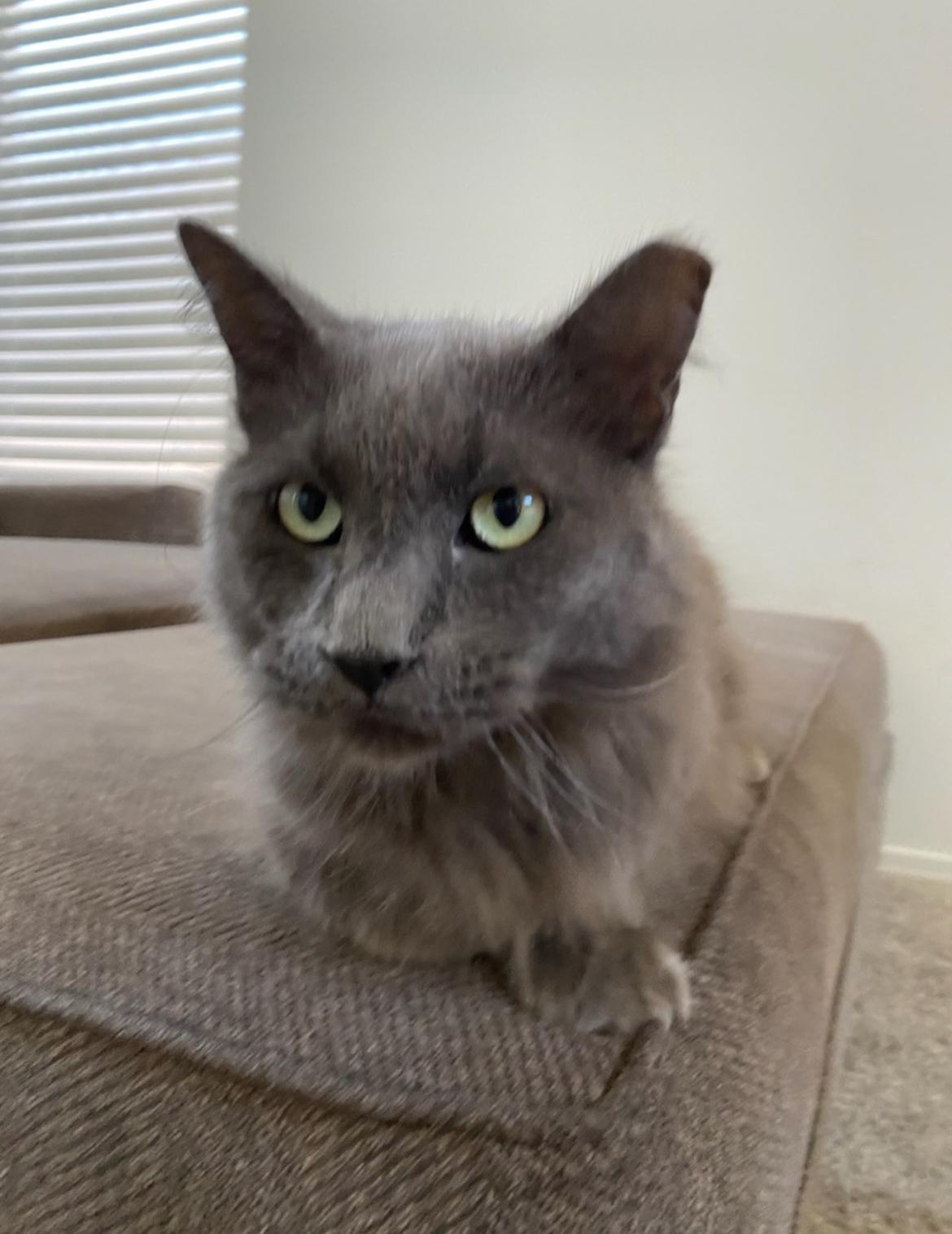 Grayson , ADOPTABLE, Adult Male Domestic Long Hair.