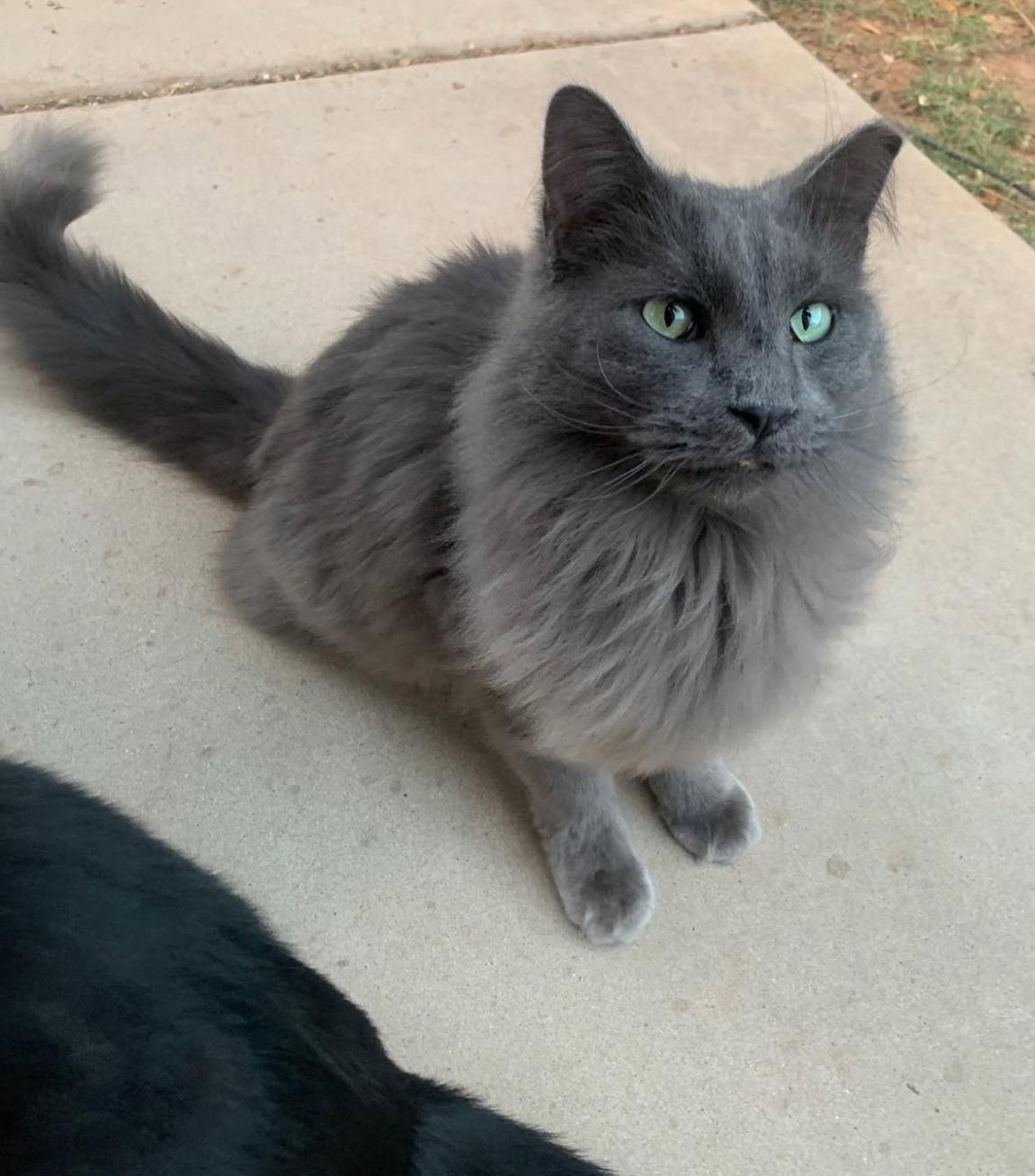 Grayson , a ADOPTABLE Domestic Long Hair in Gilbert, AZ image 2/2