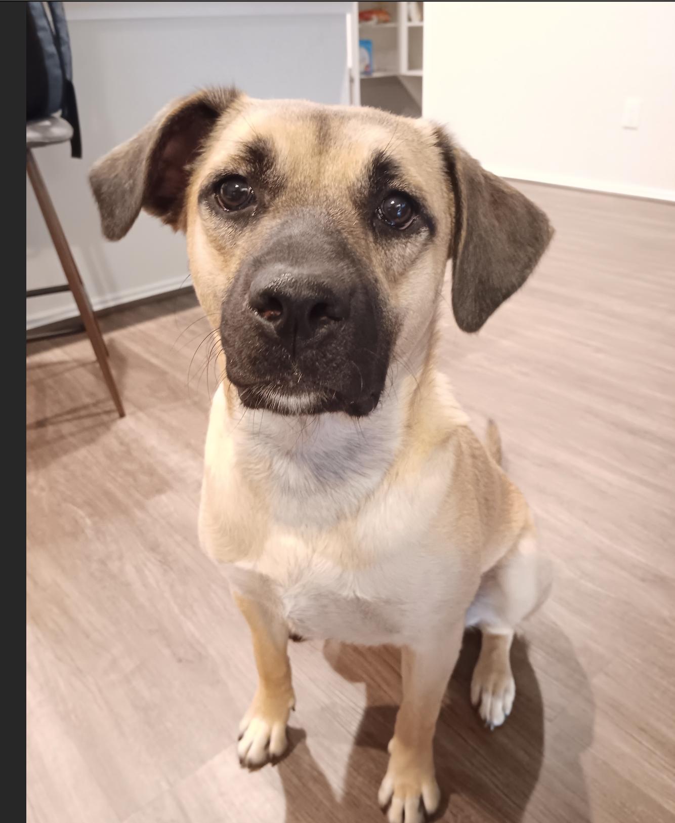 Lily, a Adoptable mixed breed in Houston, TX image 1/2