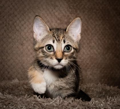 Enlarge Juno, a Adoptable Domestic Short Hair in Santa Fe, TX image 1/3